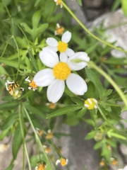 Coreocarpus parthenioides parthenioides