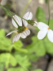 Coreocarpus parthenioides parthenioides