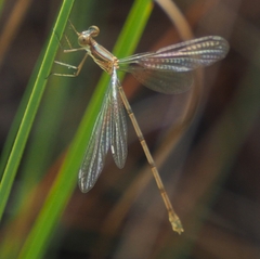 Lestes tenuatus
