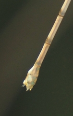 Lestes tenuatus