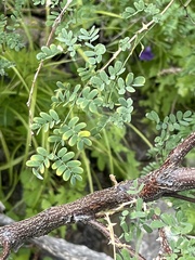 Mimosa distachya