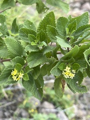 Aloysia barbata