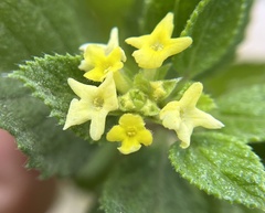 Aloysia barbata