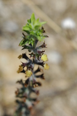 Sideritis montana