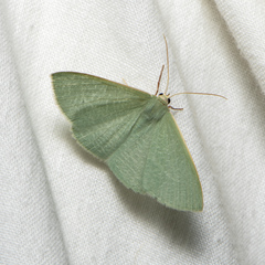 Prasinocyma ocyptera