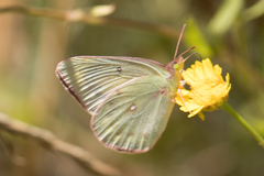 Colias lesbia