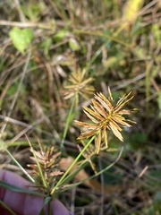 Cyperus polystachyos