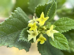 Aloysia barbata