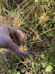 Cyperus polystachyos