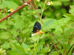 Eumaeus atala