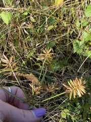 Cyperus polystachyos