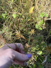 Cyperus polystachyos