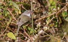 Hemitriccus margaritaceiventer