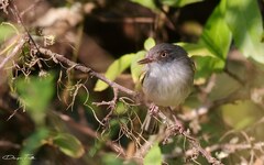 Hemitriccus margaritaceiventer