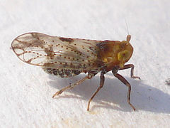 Conomelus anceps
