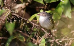 Hemitriccus margaritaceiventer