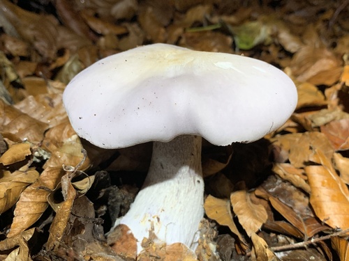 Lepista glaucocana — (c) MichellePrice_CJBG, some rights reserved (CC BY)