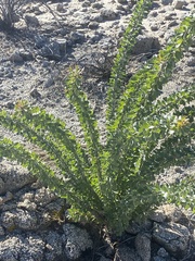 Fouquieria splendens splendens