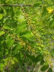 Ziziphus mucronata