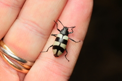 Poecilesthus fasciatus