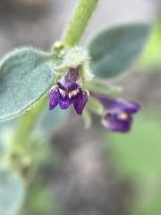 Pseudorontium cyathiferum