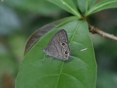 Hermeuptychia hermes