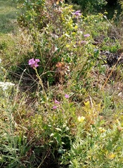 Hesperis pycnotricha
