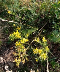 Chamaecytisus austriacus
