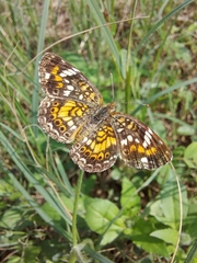 Phyciodes phaon phaon