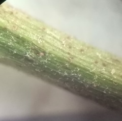 Hesperis pycnotricha