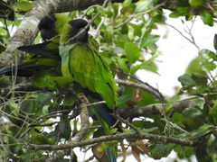 Aratinga nenday