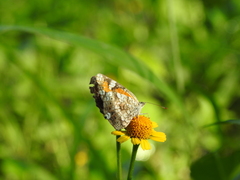 Phyciodes phaon phaon