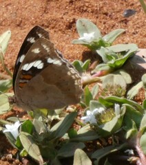 Junonia oenone oenone