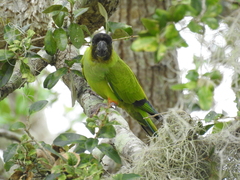 Aratinga nenday