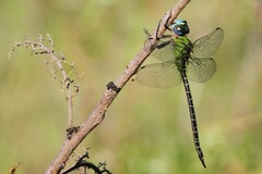 Coryphaeschna adnexa