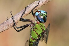 Coryphaeschna adnexa