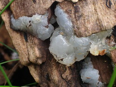 Exidia thuretiana