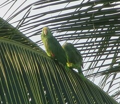 Amazona ochrocephala