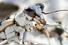 Ellipsoptera hirtilabris