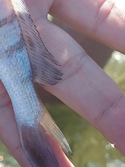 Paralonchurus brasiliensis