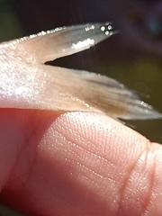 Paralonchurus brasiliensis