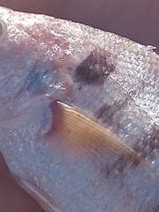 Paralonchurus brasiliensis
