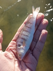 Paralonchurus brasiliensis