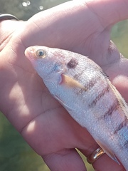 Paralonchurus brasiliensis