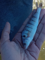 Paralonchurus brasiliensis
