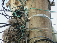 Campylorhynchus nuchalis