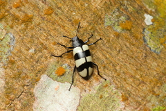 Poecilesthus fasciatus