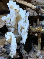Clavulina rugosa