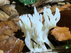 Clavulina rugosa