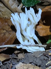Clavulina rugosa